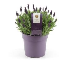 Lavendel, Lavandula Stoechas Anouk Dark Purple, pot 17 cm