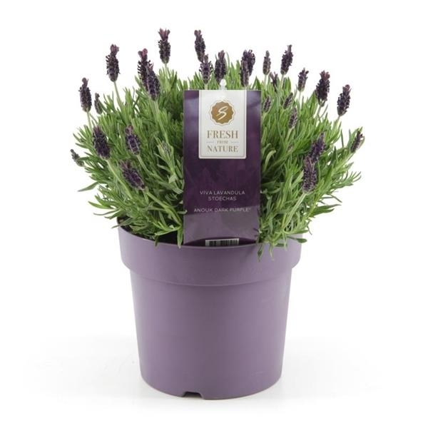 Lavande vraie - Set de 2 - Lavandula stoechas 'Anouk' - Hauteur 30-40cm - ⌀12cm