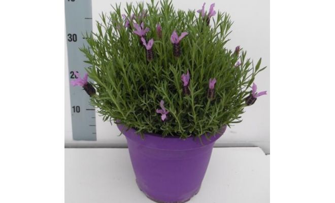 Lavendel, Lavandula Stoechas, pot 15 cm, h 20 cm - afbeelding 1