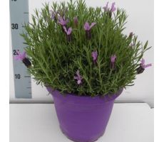 Lavendel, Lavandula Stoechas, pot 15 cm, h 20 cm - afbeelding 1