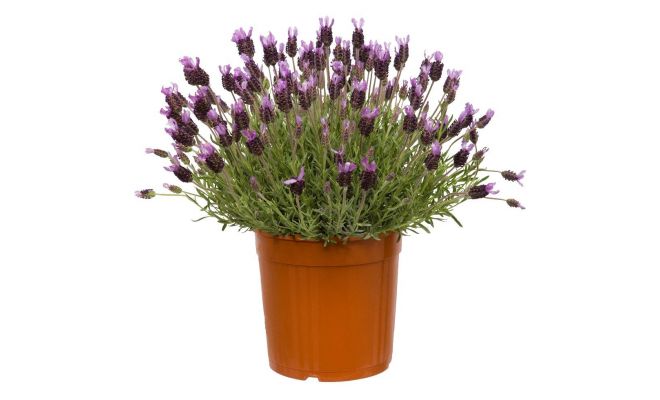 Lavendel, Lavandula Stoechas, pot 18 cm, h 35 cm - afbeelding 1