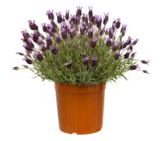 Lavendel, Lavandula Stoechas, pot 18 cm, h 35 cm - afbeelding 1