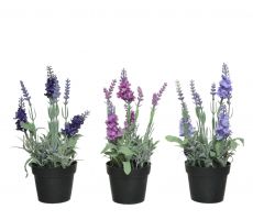 Lavendel pes pot d12h25cm a3