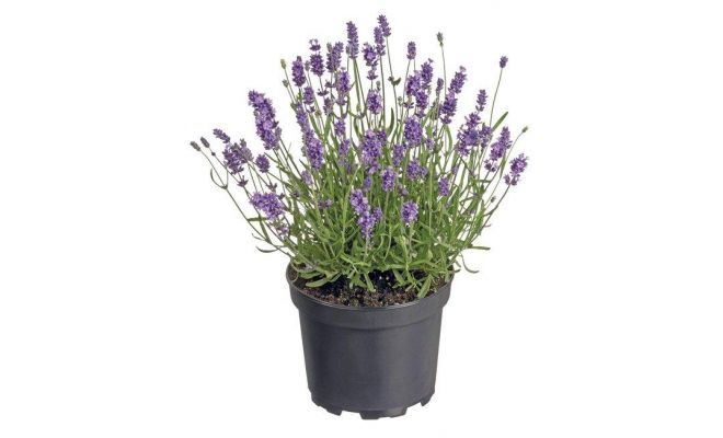 Lavendel plastic Pot, h38cm paars