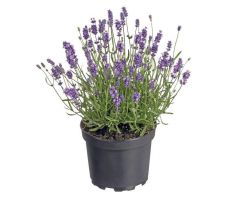 Lavendel plastic Pot, h38cm paars