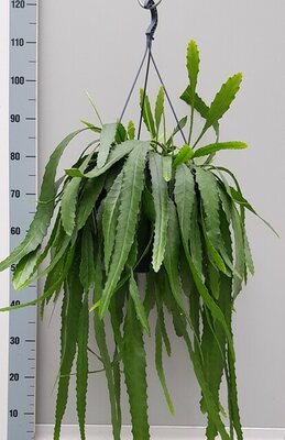 Lepismium bolivianum, pot 21 cm, h 70 cm