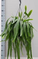 Lepismium bolivianum, pot 21 cm, h 70 cm