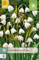 Leucojum aestivum, 10 stuks