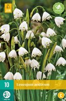 Leucojum aestivum 10 stuks