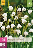 Leucojum aestivum, 20 stuks