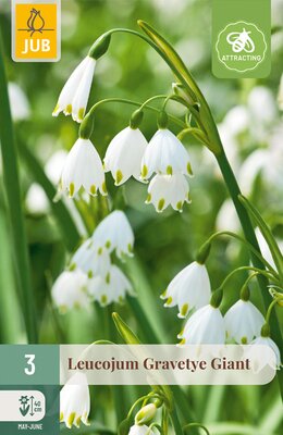 Leucojum Gravetye Giant, 3 stuks