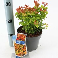 Leucothoe axillaris 'Curly Gold, pot 17 cm, h 25 cm