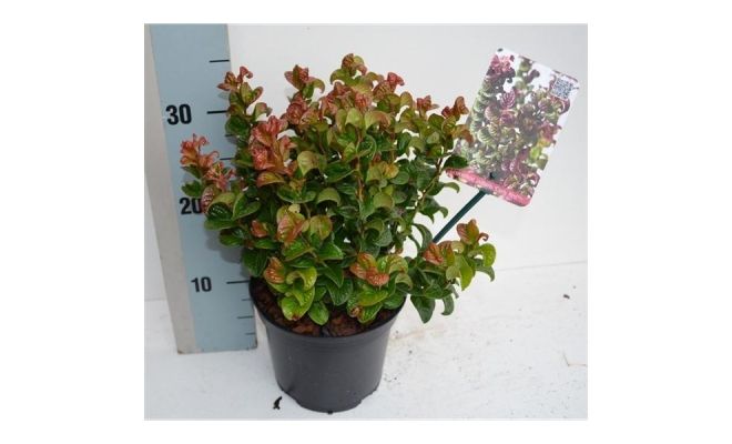 leucothoe axillaris 'curly red, pot 23 cm, h 35 cm