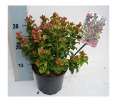 leucothoe axillaris 'curly red, pot 23 cm, h 35 cm