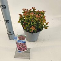 Leucothoe axillaris Curly Red, pot 23 cm, h 40 cm - afbeelding 2