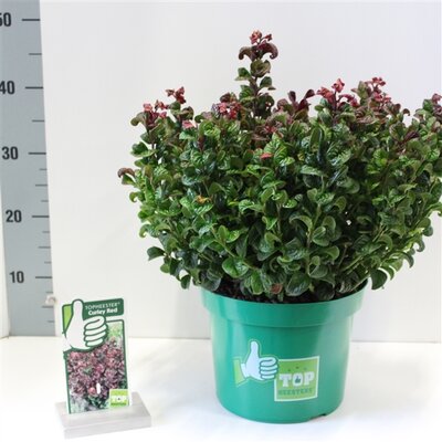 Leucothoe axillaris Curly Red, pot 23 cm, h 40 cm - afbeelding 1