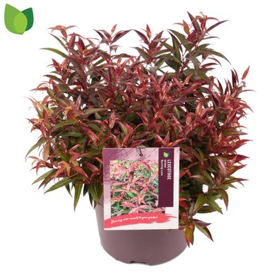 leucothoe keiskei burning love, p 17 cm, h 30 cm