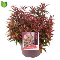 leucothoe keiskei burning love, p 17 cm, h 30 cm