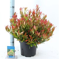 Leucothoe 'Little Flames' PBR, pot 17 cm, h 30 cm - afbeelding 1