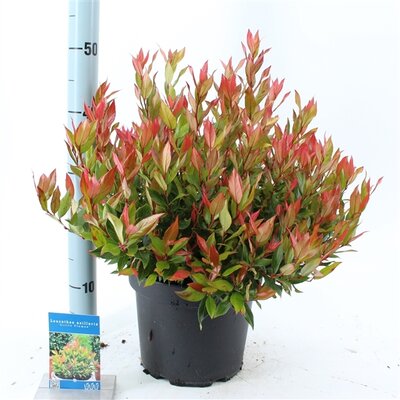 Leucothoe 'Little Flames' PBR, pot 23 cm, h 40 cm - afbeelding 1