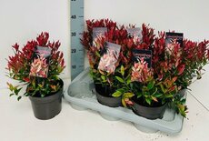 Leucothoe 'Little Flames' PBR, pot 23 cm, h 40 cm - afbeelding 2