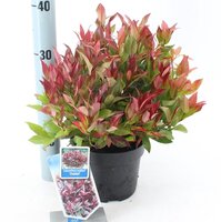 Leucothoe 'Zeblid' p17cm - afbeelding 2