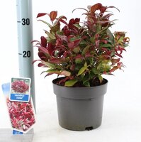 Leucothoe 'Zeblid' p17cm - afbeelding 3