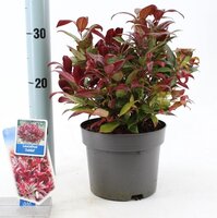 Leucothoe Zeblid, pot 23 cm, h 50 cm - afbeelding 3