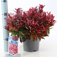 Leucothoe Zeblid, pot 23 cm, h 50 cm - afbeelding 4