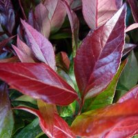 Leucothoe Zeblid, pot 23 cm, h 50 cm - afbeelding 4