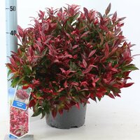 Leucothoe 'Zeblid' pot 32, h 50 cm - afbeelding 2