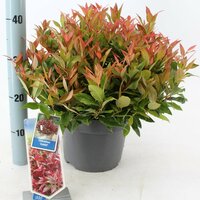 Leucothoe 'Zeblid' pot 32, h 50 cm - afbeelding 4