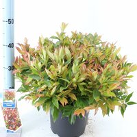 Leucothoe 'Zeblid' pot 32, h 50 cm - afbeelding 3