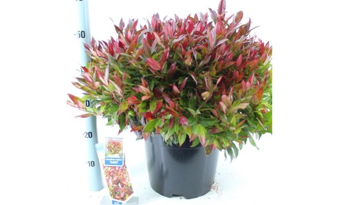 Leucothoe 'Zeblid' pot 32, h 50 cm - afbeelding 1