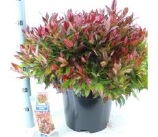 Leucothoe 'Zeblid' pot 32, h 50 cm - afbeelding 5