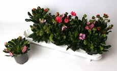 Lewisia 'Mountain Dreams, pot 10,5 cm, h 15 cm