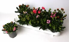 Lewisia  'Mountain Dreams, pot 10,5 cm, h 15 cm