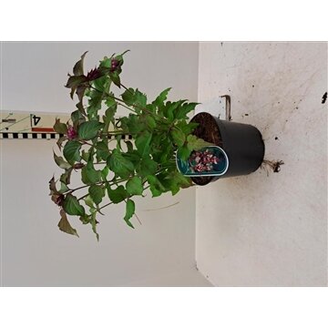 Leycesteria formosa 'Purple Rain, pot 19 cm, h 50 cm