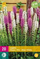 Liatris blauw-wit 20st