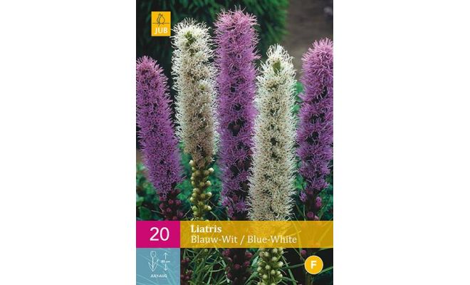 Liatris blauw/wit blue/white 20st - afbeelding 1