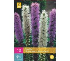 Liatris blauw/wit blue/white 20st - afbeelding 2
