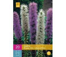 Liatris blauw/wit blue/white 20st - afbeelding 4