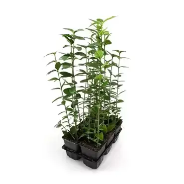 ligustrum ovalifolium (haag) 6-pack - afbeelding 1