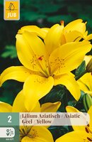 Lilium aziatisch Geel, 2 stuks