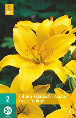 Lilium aziatisch geel 2 stuks
