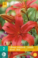 Lilium aziatisch rood 2 stuks