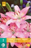 Lilium aziatisch roze 2st