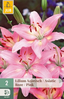 Lilium aziatisch Roze, 2 stuks