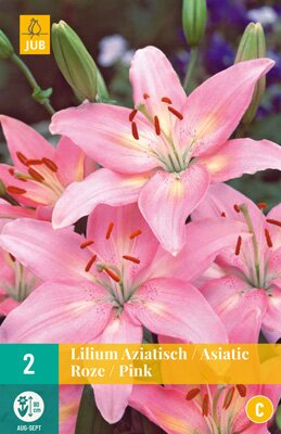 Lilium aziatisch roze 2 stuks