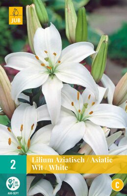 Lilium aziatisch wit 2 stuks